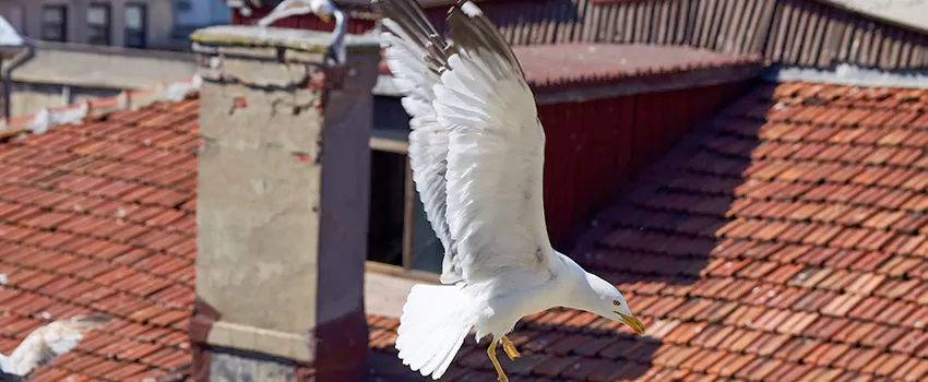 Residential Chimney Animal Removal Solution in El Reno, OK